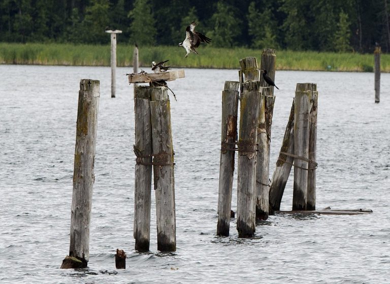 An osprey lands back at its nest on a wooden post in Cougar Bay during an Osprey Cruise in 2016. (LOREN BENOIT/Press File)