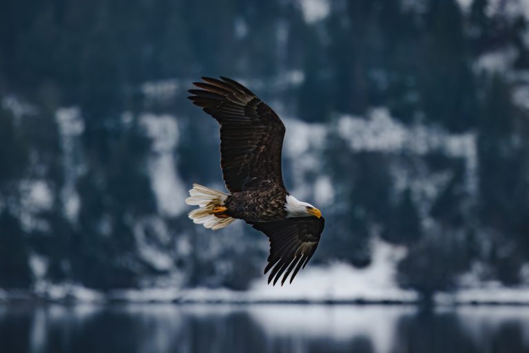 Conservation Easements: “Forever” Protection in the Coeur d’Alene Basin