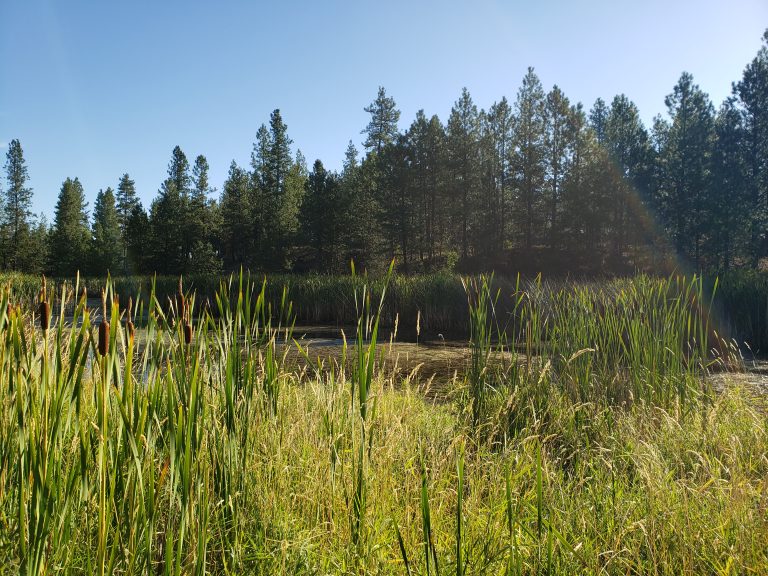 Wetland Photo Courtesy: Jade Clinkenbeard
