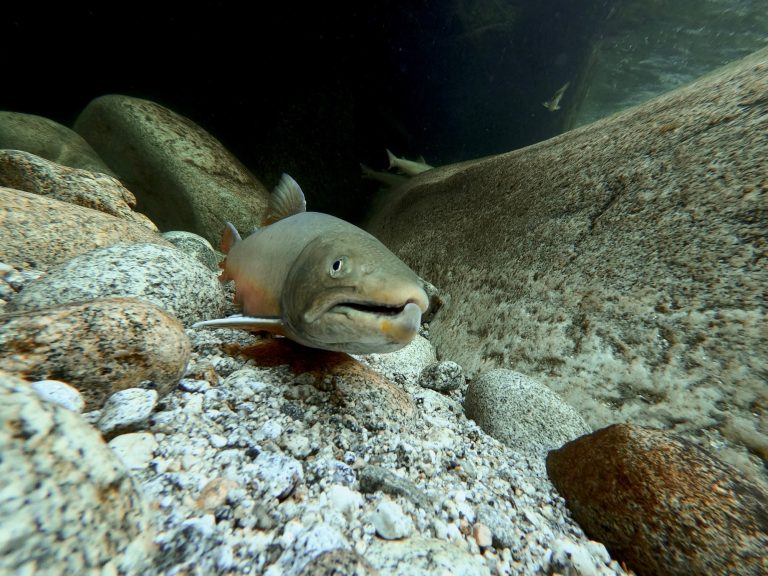 bull trout