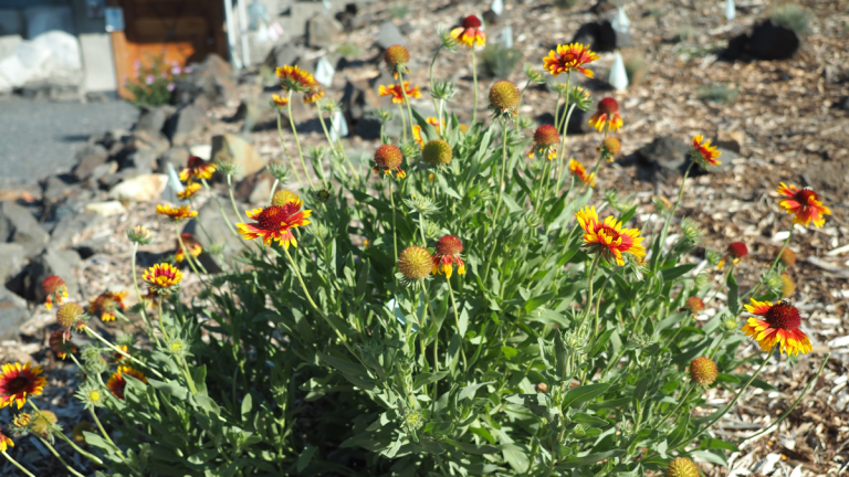 Be a Smarter Gardener