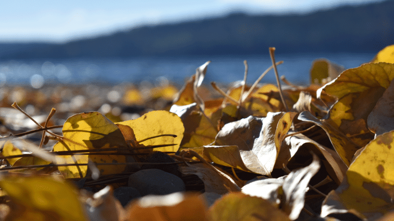 When Leaves Fall, So Can Lake Oxygen Levels
