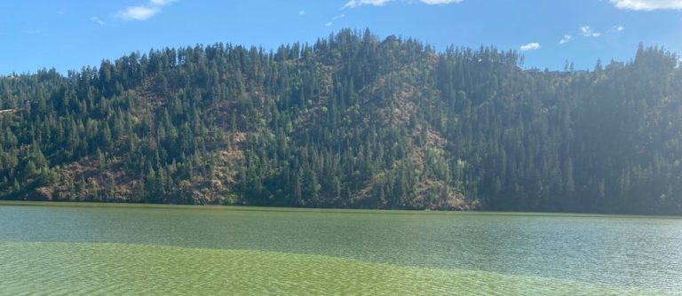 Harmful Algae Blooms (H.A.B.s)