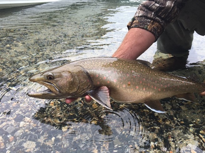 Coeur d’Alene Basin Bull Trout