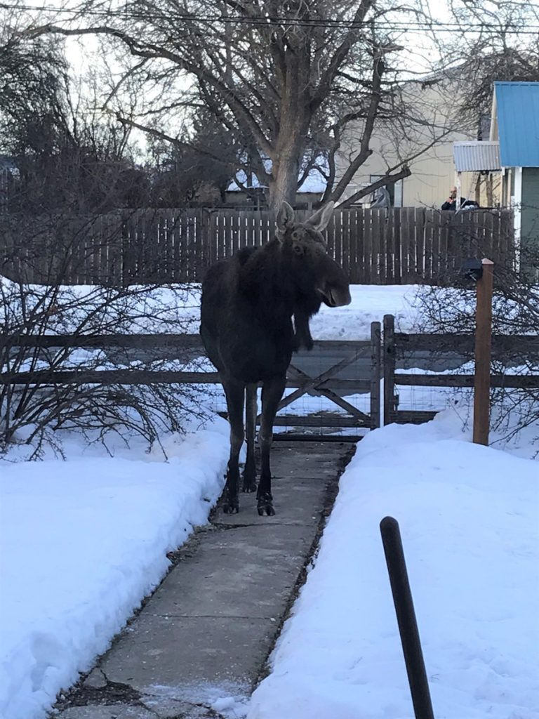 There’s a Moose on the Loose in Downtown Coeur d’Alene
