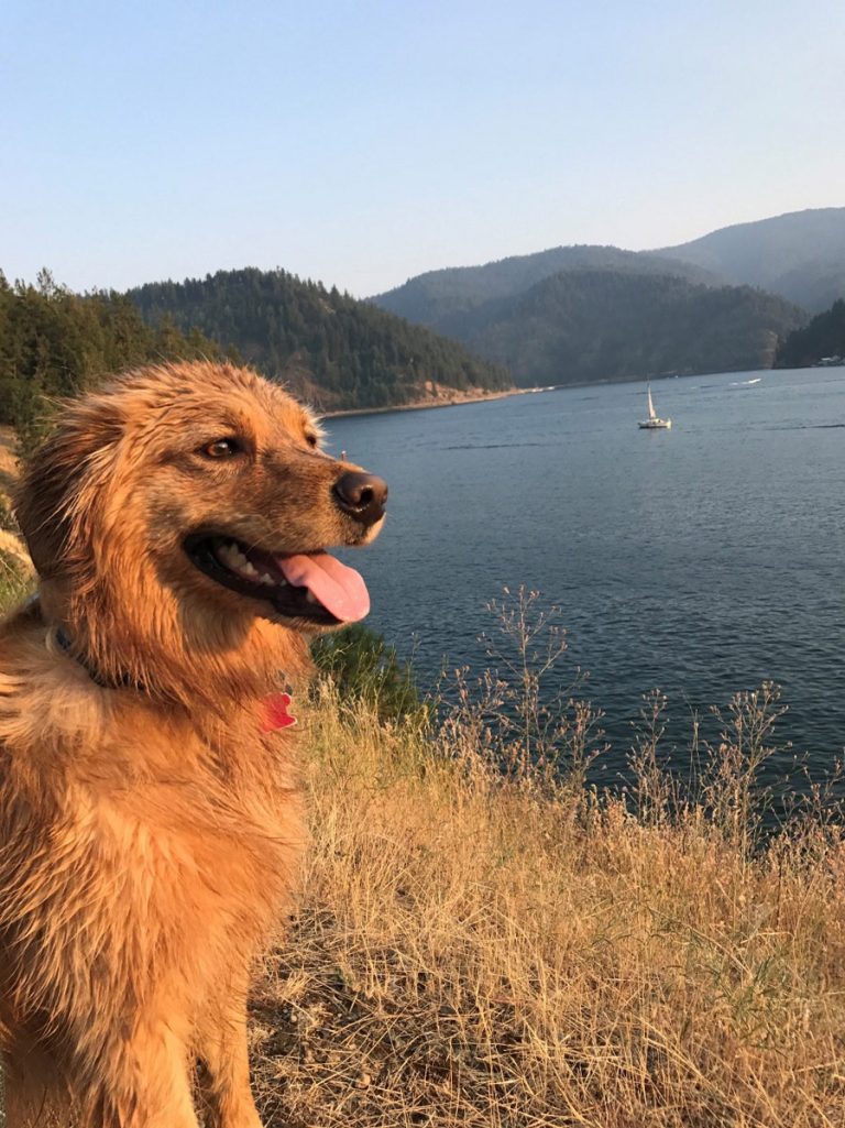 Avoid Stormwater Poo-llution and Pick Up After Your Pet