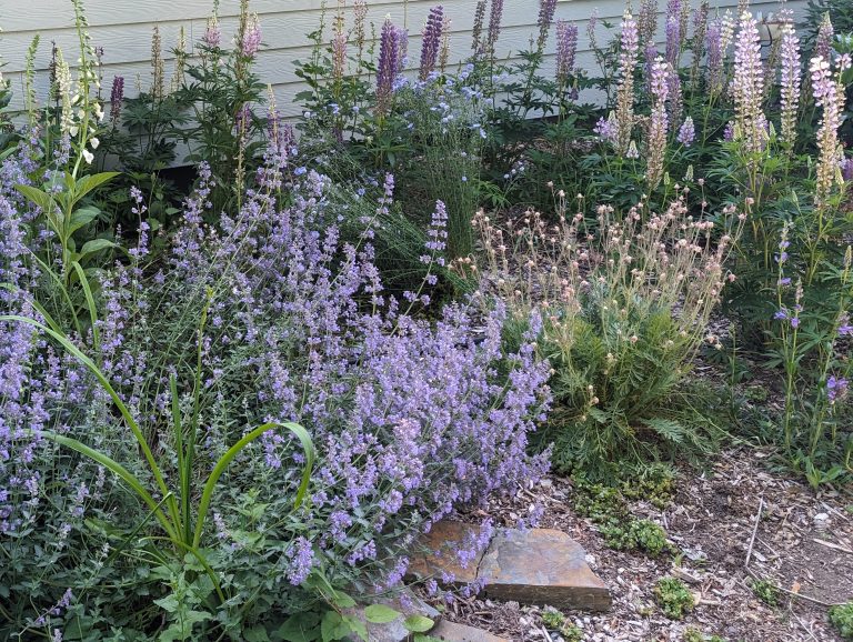 Xeriscape