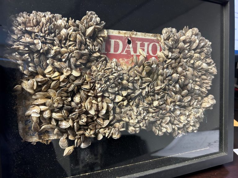 Quagga mussels attached to an Idaho license plate after a single boating season's immersion in Lake Mead, NV.