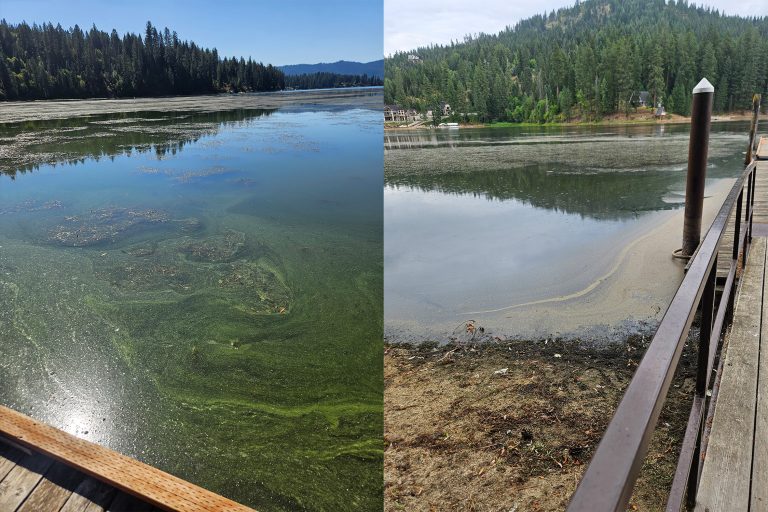 Harmful Algal Bloom Examples